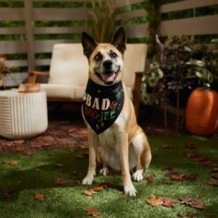 Frisco Bad & Boo-Jee Dog & Cat Costume Bandana -Pet Cat Shop 334807 PT6. AC SS1800 V1660056594