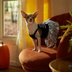 Frisco Silver Metallic Skull Dog & Cat Dress -Pet Cat Shop 335154 PT7. AC SS1800 V1657663214