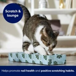 Frisco Single-Wide Cat Scratcher Toy With Catnip, Tropical Paradise, 2 Count -Pet Cat Shop 347217 PT3. AC SS1800 V1659699275