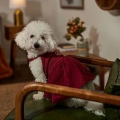 Frisco Sleepy Face Dog & Cat Dress -Pet Cat Shop 353657 PT6. AC SS1800 V1660750164