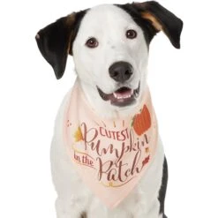Frisco Cutest Pumpkin In The Patch Dog & Cat Bandana -Pet Cat Shop 353777 PT2. AC SS1800 V1659010334