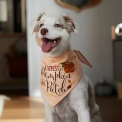 Frisco Cutest Pumpkin In The Patch Dog & Cat Bandana -Pet Cat Shop 353777 PT6. AC SS1800 V1660749986