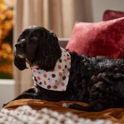 Frisco Apple Dog & Cat Bandana 14 Frisco Apple Dog & Cat Bandana -Pet Cat Shop 353786 PT6. AC SS1800 V1660749688