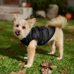Frisco Lightweight Belted Puffer Dog & Cat Jacket -Pet Cat Shop 353825 PT7. AC SS1800 V1660749777