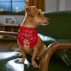 Frisco Cutest Reindeer Of All Dog & Cat Bandana -Pet Cat Shop 357931 PT6. AC SS1800 V1661798487