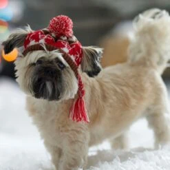 Frisco Reindeer Fair Isle Dog & Cat Pom Hat -Pet Cat Shop 358309 PT4. AC SS1800 V1661797821