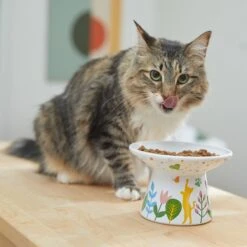 Frisco Cat Face Floral Wide Shape Elevated Non-Skid Ceramic Cat Bowl -Pet Cat Shop 363377 PT3. AC SS1800 V1657657267