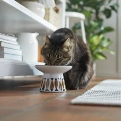 Frisco Cat Face Wide Shape Elevated Non-Skid Ceramic Cat Bowl -Pet Cat Shop 363381 PT3. AC SS1800 V1657657267