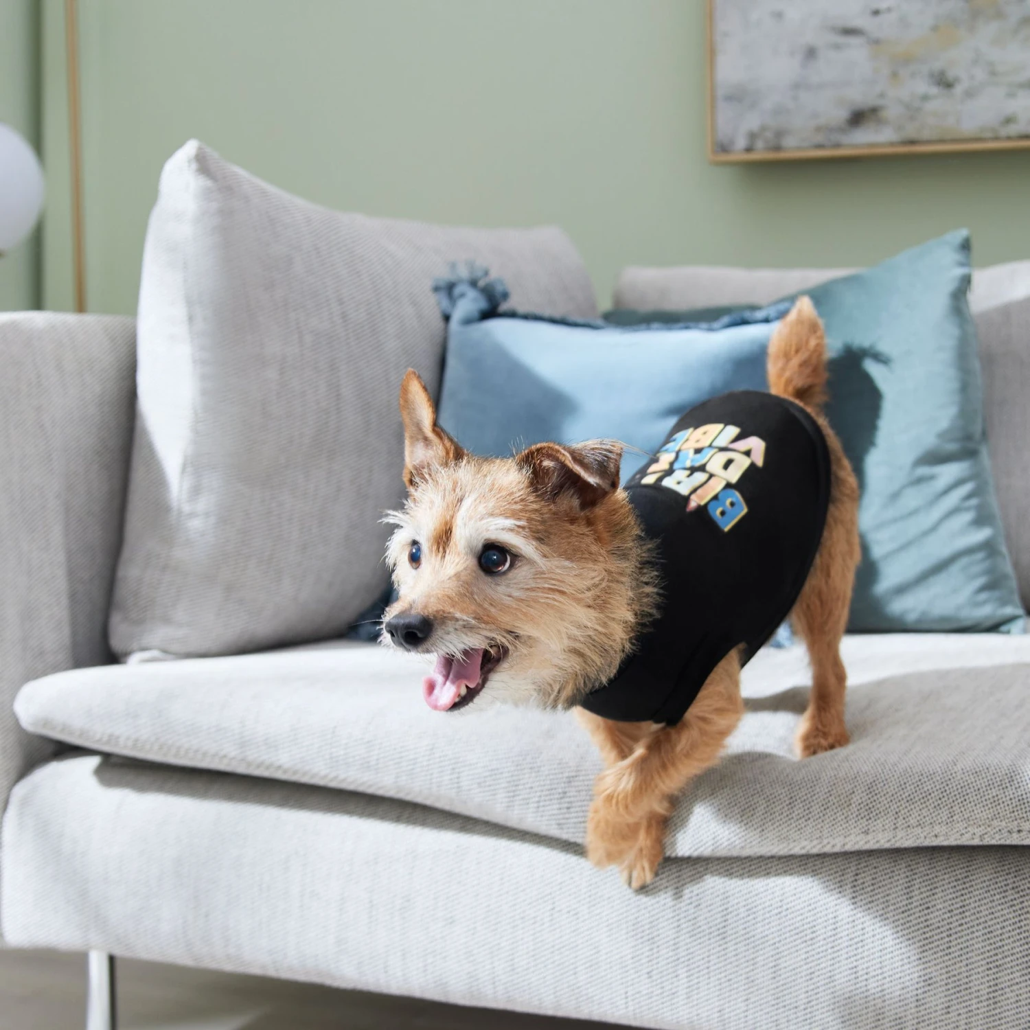 Frisco Birthday Vibe Dog & Cat T-Shirt 6 Frisco Birthday Vibe Dog & Cat T-Shirt - Image 6