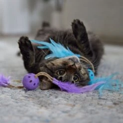 Frisco Feather & Play Plastic Balls Cat Toy, 2 Count 6 Frisco Feather & Play Plastic Balls Cat Toy, 2 Count -Pet Cat Shop 525998 PT3. AC SS1800 V1669148124