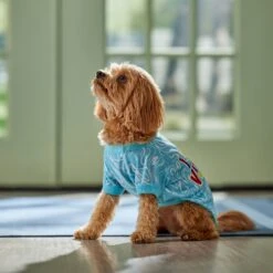 Frisco I Need Vitamin Sea Dog & Cat T-Shirt -Pet Cat Shop 556062 PT5. AC SS1800 V1674829136