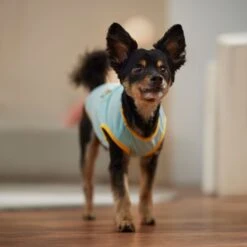 Frisco Just Another Day In Paradise Dog & Cat T-Shirt 12 Frisco Just Another Day In Paradise Dog & Cat T-Shirt -Pet Cat Shop 556406 PT5. AC SS1800 V1675099506