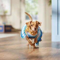 Frisco Beach Vibes Dog & Cat Dress 12 Frisco Beach Vibes Dog & Cat Dress -Pet Cat Shop 556934 PT5. AC SS1800 V1675280724