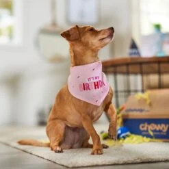 Frisco Dog & Cat Birthday Bandana -Pet Cat Shop 608206 PT5. AC SS1800 V1676643860