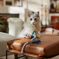 Frisco Halloween Cutie Bats Plush Cat Toy With Catnip -Pet Cat Shop 667990 PT3. AC SS1800 V1689354957