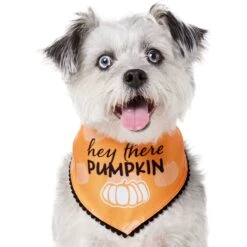 Frisco Hey There Pumpkin Dog & Cat Bandana 9 Frisco Hey There Pumpkin Dog & Cat Bandana -Pet Cat Shop 706374 PT2. AC SS1800 V1690478413
