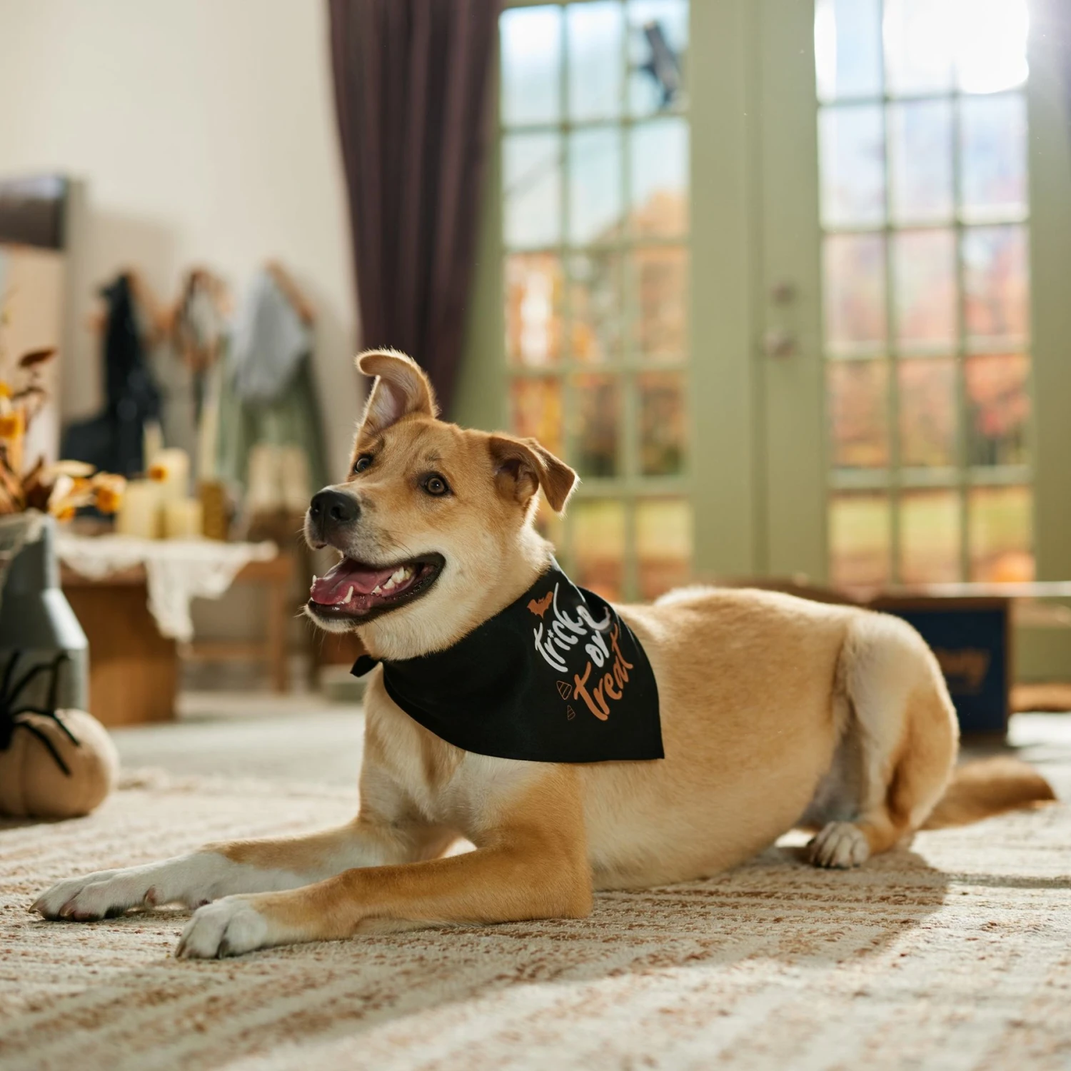 Frisco Trick Or Treat Dog & Cat Bandana 5 Frisco Trick Or Treat Dog & Cat Bandana - Image 5