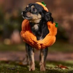 Frisco Pumpkin Ball Dog & Cat Costume -Pet Cat Shop 708902 PT7. AC SS1800 V1689282553
