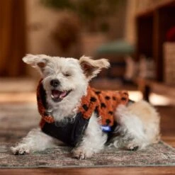 Frisco Dotted Dog & Cat Hoodie 16 Frisco Dotted Dog & Cat Hoodie -Pet Cat Shop 718326 PT7. AC SS1800 V1692375977