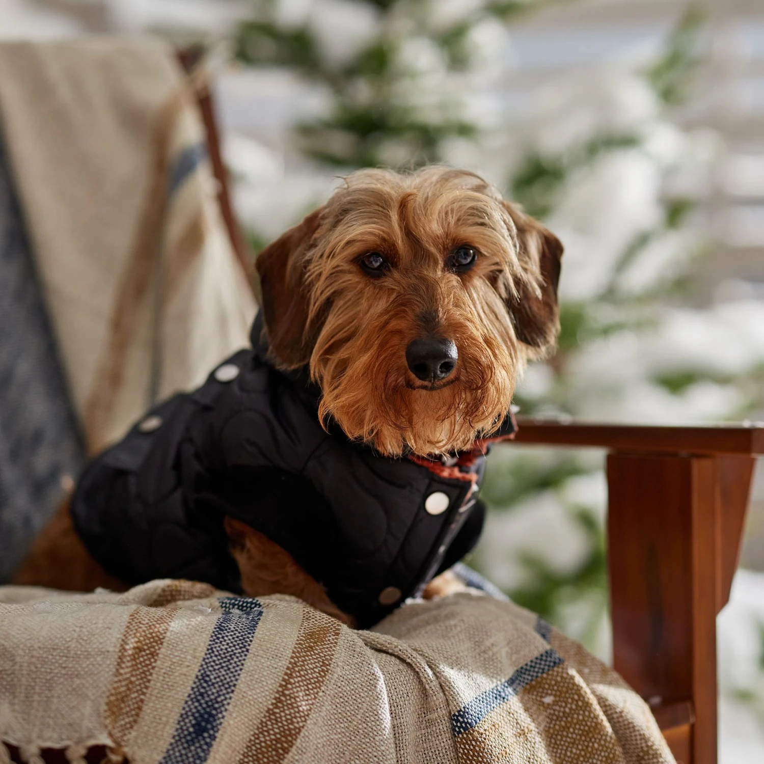 Frisco Heavy Weight Matte Quilted Volume Dog & Cat Puffer 8 Frisco Heavy Weight Matte Quilted Volume Dog & Cat Puffer - Image 8