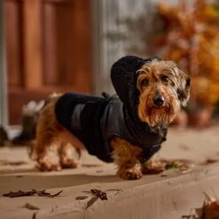 Frisco Medium Weight Faux Leather Dog & Cat Parka With Faux Fur Trimmed Hood, Black -Pet Cat Shop 719798 PT7. AC SS1800 V1692376307
