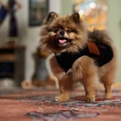 Frisco Light Weight Leopard Print Lined Fleece Dog & Cat Vest -Pet Cat Shop 720694 PT7. AC SS1800 V1692378099