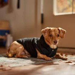 Frisco Quilted Fleece Dog & Cat Pullover Hoodie -Pet Cat Shop 721030 PT7. AC SS1800 V1692378399