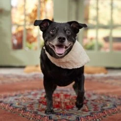 Frisco Solid Faux Fur Dog & Cat Bandana -Pet Cat Shop 733878 PT6. AC SS1800 V1692378974