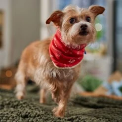 Frisco Reversible Candy Cane Cozy Knit Faux Fur Dog & Cat Pullover Bandana, 1 Count -Pet Cat Shop 745294 PT6. AC SS1800 V1694794121