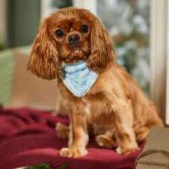 Frisco Reversible Snowflake Cozy Knit Faux Fur Dog & Cat Pullover Bandana, 1 Count -Pet Cat Shop 746630 PT6. AC SS1800 V1694799358