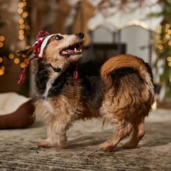 Frisco Nordic Pawprint Dog & Cat Hat 12 Frisco Nordic Pawprint Dog & Cat Hat -Pet Cat Shop 746782 PT5. AC SS1800 V1694799891