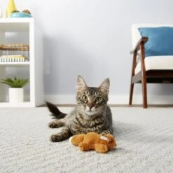 Frisco Squirrel Plush Cat Toy With Refillable Catnip & Frisco Bird With Feathers Teaser Wand Cat Toy With Catnip 13 Frisco Squirrel Plush Cat Toy With Refillable Catnip & Frisco Bird With Feathers Teaser Wand Cat Toy With Catnip -Pet Cat Shop 962030 PT4. AC SS1800 V1694783955